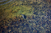 Harbor Seal (Phoca vitulina) hunting school of Pink Salmon (Oncorhynchus gorbuscha), Ketchikan, Alaska