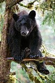 Black Bear (Ursus americanus) juvenile in tree, Anan Creek, Alaska