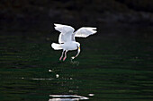 Glaucous-winged Gull (Larus glaucescens) catching herring, Craig, Alaska