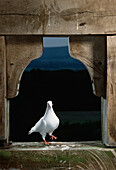 Rock Dove (Columba livia) on barn ledge