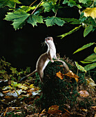 Short-tailed Weasel (Mustela erminea)
