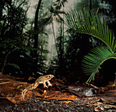 Boie's Wart Frog (Fejervarya limnocharis) leaping, Indonesia