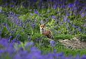 Red Fox (Vulpes vulpes) cub and English Bluebells (Hyacinthoides nonscripta), Sussex, England