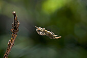Feather-legged Spider (Hyptiotes paradoxus) in web, England