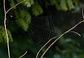 Feather-legged Spider (Hyptiotes paradoxus) waiting in freshly made triangular web, England