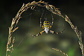 Wasp Spider (Argiope bruennichi) in web, Sussex, England