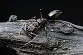 Ant (Odontomachus sp), Kuching, Sarawak, Borneo, Malaysia