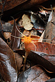 Thismia (Thismia aseroe) saprophytic plant found in deep pockets of decaying leaf litter on limestone hills, Bau, Fairy Cave, Sarawak, Borneo, Malaysia