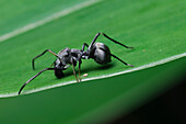 Jumping Spider (Myrmarachne maxillosa) mimicking ant waving its forelegs to mimic antennae of the ant, Kuching, Sarawak, Borneo, Malaysia