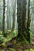 Mossy forest with mist on tropical mountain summit, Lore Lindu National Park, Sulawesi, Indonesia