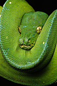 Green Tree Python (Morelia viridis) coiled, Jakarta, Java, Indonesia