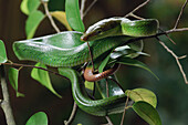 Red-tailed Green Ratsnake (Gonyosoma oxycephalum) coiled in branches, Bau, Fairy Cave, Sarawak, Borneo, Malaysia