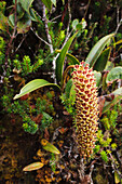 Orchid (Eria robusta) flower, Gunung Mulu National Park, Sarawak, Borneo, Malaysia