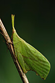 Grasshopper (Systella sp) mimicking leaf, Bako National Park, Sarawak, Borneo, Malaysia