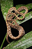 Jasper Cat Snake (Boiga jaspidea) showing outline of recently-consumed a bird egg, Gunung Mulu National Park, Sarawak, Borneo, Malaysia