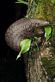 Malayan Pangolin (Manis javanica) climbing, Gunung Penrissen, Sarawak, Borneo, Malaysia