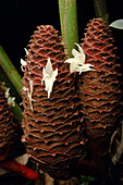 Ginger (Zingiber kelabitianum) shoots with peduncles carrying inflorescence, Gunung Mulu National Park, Sarawak, Borneo, Malaysia