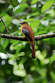 Orange-breasted Trogon (Harpactes oreskios) male, Lawas, Sarawak, Borneo, Malaysia