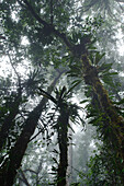 Trees heavily laden with epiphytic plants in the montane rainforest, Pulong Tau National Park, Gunung Murud, Sarawak, Borneo, Malaysia