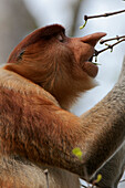 Proboscis Monkey (Nasalis larvatus) male feeding, Bako National Park, Sarawak, Borneo, Malaysia