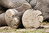 Asian Elephant (Elephas maximus) feet, native to southeast Asia