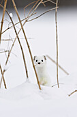 Short-tailed Weasel (Mustela erminea) in winter coat, Germany