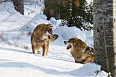 Gray Wolf (Canis lupus) pair showing aggression, Bayrischer Wald National Park, Bavaria, Germany