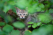 Wild Cat (Felis silvestris) kitten, Bayrischer Wald National Park, Bavaria, Germany