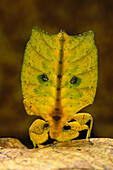Leaf Insect (Phyllium sp) displaying tail showing false eyespots, Crater Mountain, Papua New Guinea