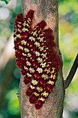 Morpho Butterfly (Morpho telemachus) caterpillars, Manu National Park, Peru