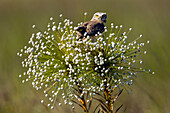 Burrowing Owl (Athene cunicularia) on Pipewort (Paepalanthus bromelioides), Cerrado ecosystem, Jalapao State Park, Brazil