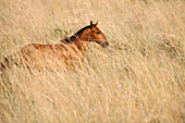 Horse (Equus caballus) running in grassland, Pantanal, Brazil