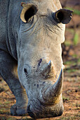 White Rhinoceros (Ceratotherium simum), Shamwari Game Reserve, South Africa