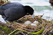 Coot (Fulica atra) parent at nest with eggs, New Zealand