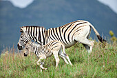 Burchell's Zebra (Equus burchellii) mother and foal, Kwazulu Natal, South Africa