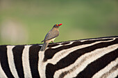 Red-billed Oxpecker (Buphagus erythrorhynchus) on Burchell's Zebra (Equus burchellii), Kwazulu Natal, South Africa