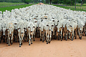 Domestic Cattle (Bos taurus) herd on road, Pantanal, Brazil