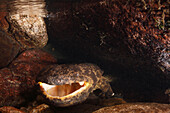 Japanese Giant Salamander (Andrias japonicus) male displaying, Honshu, Japan