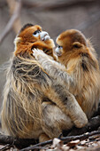 Golden Snub-nosed Monkey (Rhinopithecus roxellana) female grooming male, Qinling Mountains, China