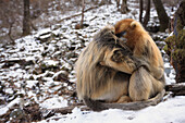 Golden Snub-nosed Monkey (Rhinopithecus roxellana) male and female huddled up against each other to keep warm, Qinling Mountains, China