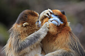 Golden Snub-nosed Monkey (Rhinopithecus roxellana) female grooming male, Qinling Mountains, China