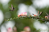 Black-throated Mango (Anthracothorax nigricollis) hummingbird female hovering over flowers, Andes, Ecuador