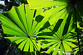 Licuala Fan Palm (Licuala ramsayi) leaves, Licuala State Forest, Mission Beach, Queensland, Australia