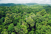 Tropical rainforest seen from canopy tram, Kuranda, Atherton Tableland, Queensland, Australia