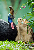 Southern Cassowary (Casuarius casuarius) male with chicks, Atherton Tableland, Queensland, Australia