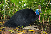 Southern Cassowary (Casuarius casuarius) male, Atherton Tableland, Queensland, Australia