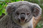 Koala (Phascolarctos cinereus), native to Australia