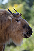 Takin (Budorcas taxicolor), native to the Himalayas