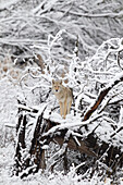 Coyote (Canis latrans) on fallen snow-covered tree, western Montana
