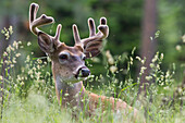 White-tailed Deer (Odocoileus virginianus) buck in velvet, western Montana